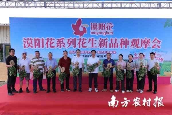 申银证券 漠阳花13个自主培育花生新品种亮相，助力国家粮食安全战略